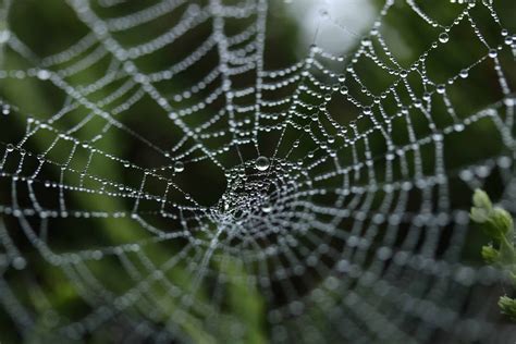Spider web patterns: Unveiling the mathematics of nature